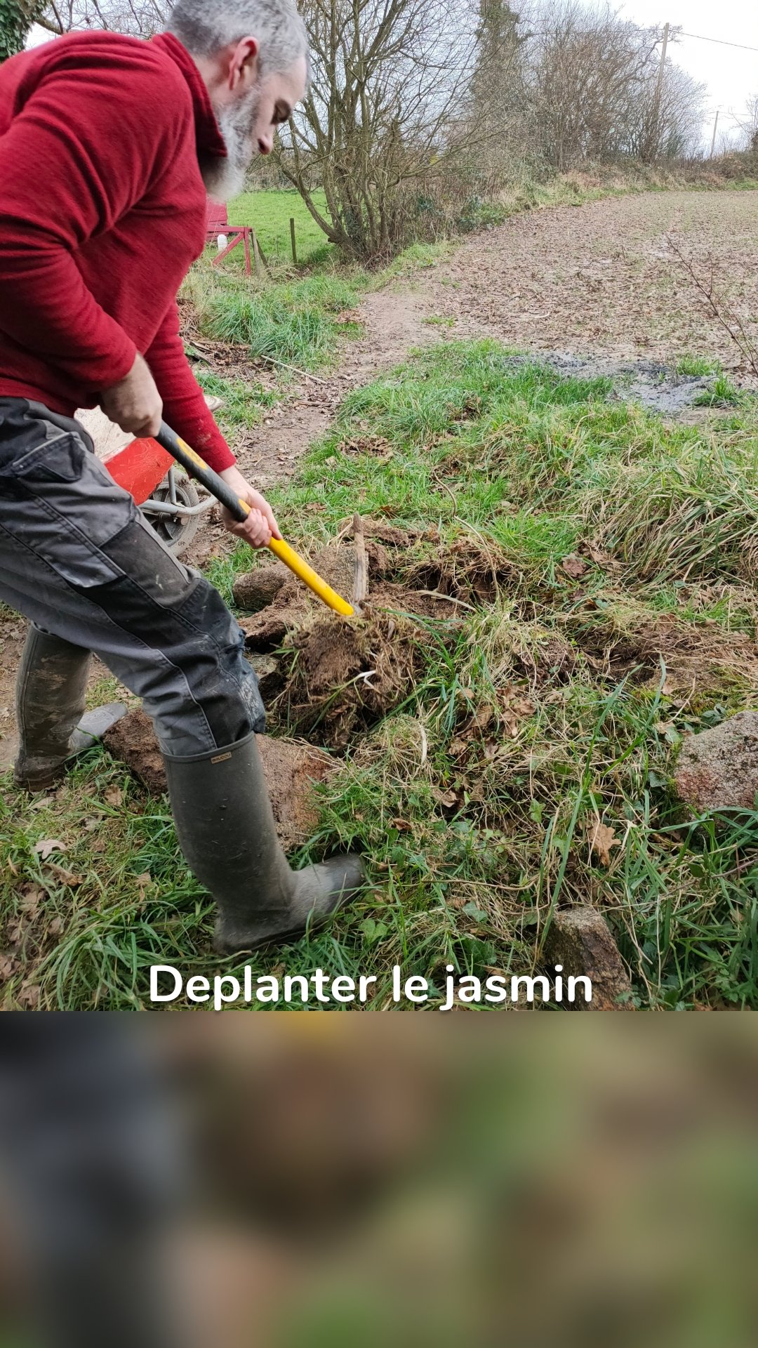 Deplanter le jasmin