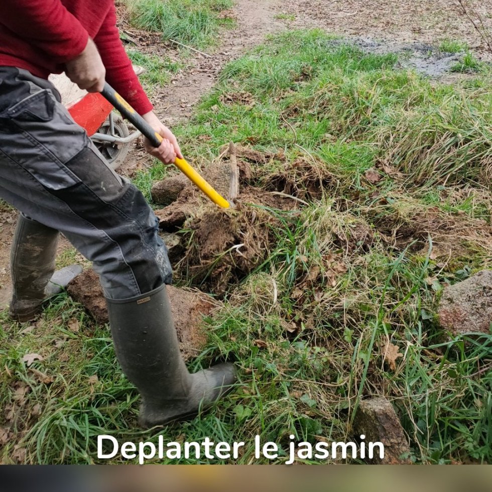 Deplanter le jasmin